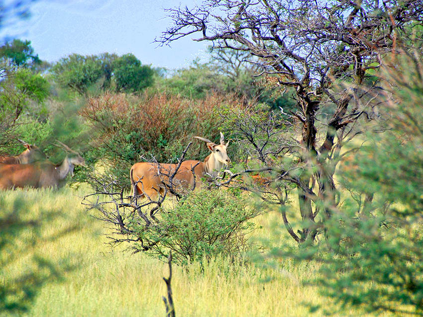 eland