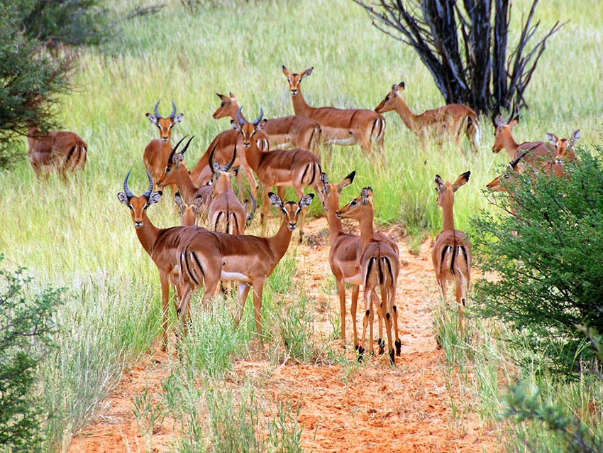 impala