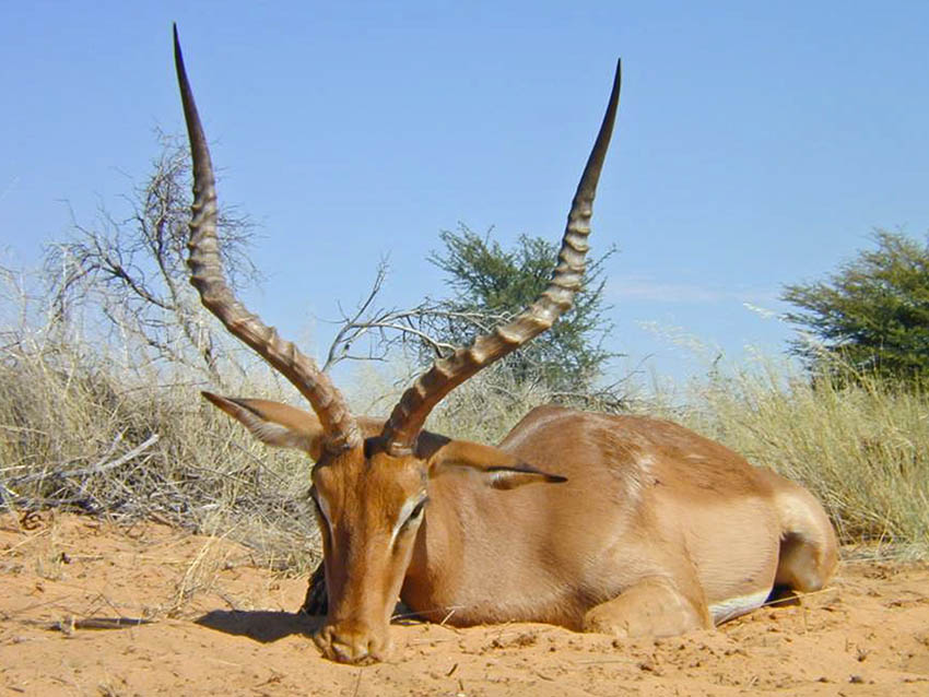 impala3