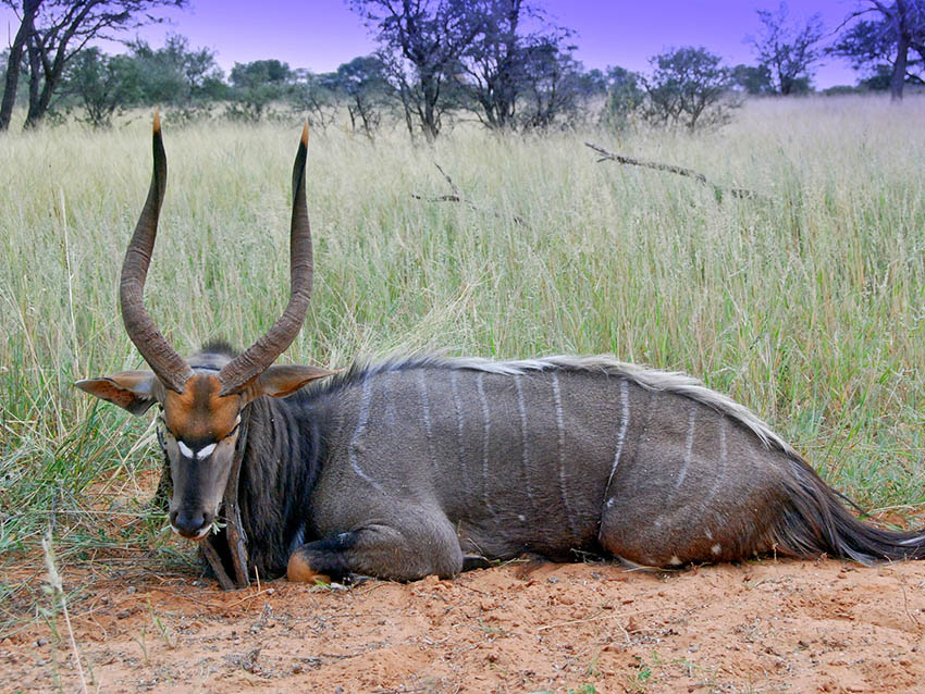 nyala