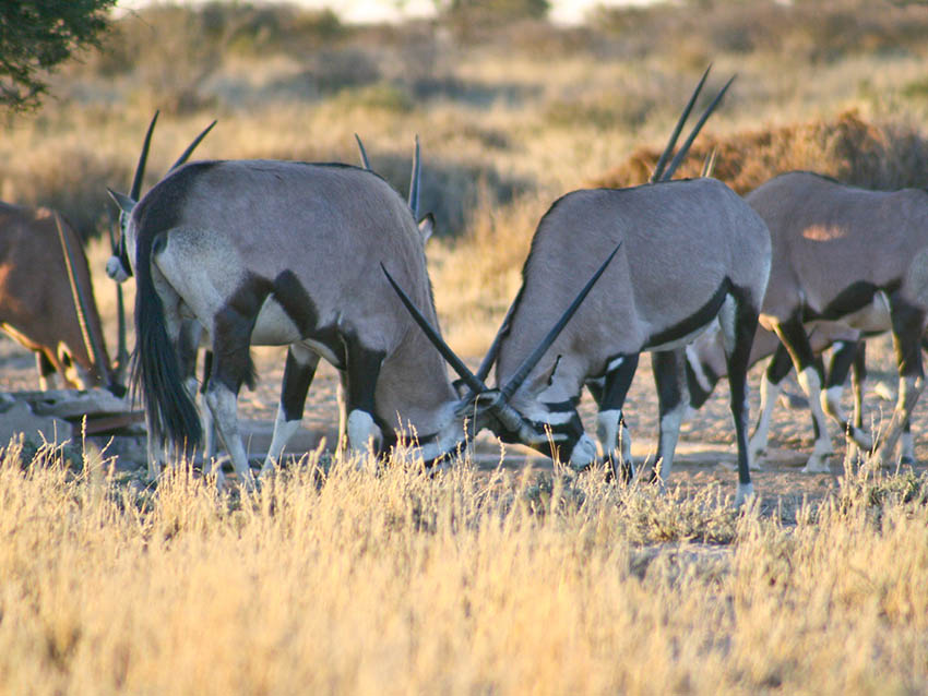 oryx1