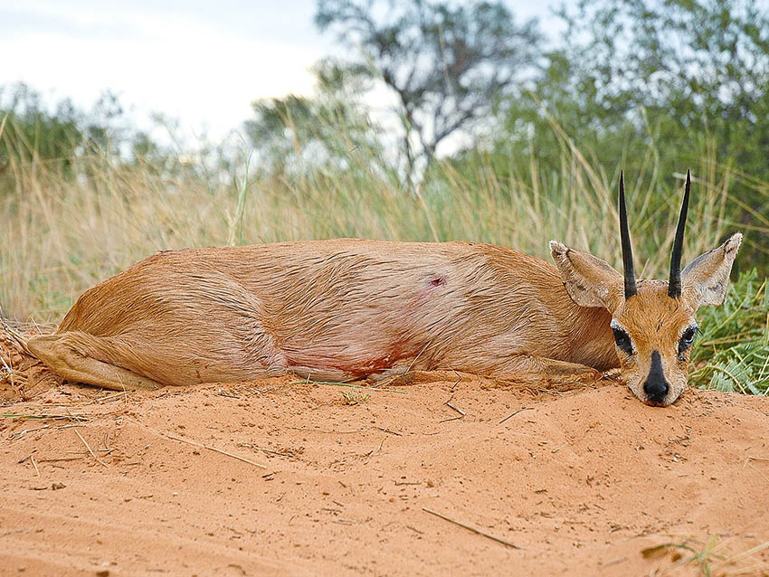 steenbuck