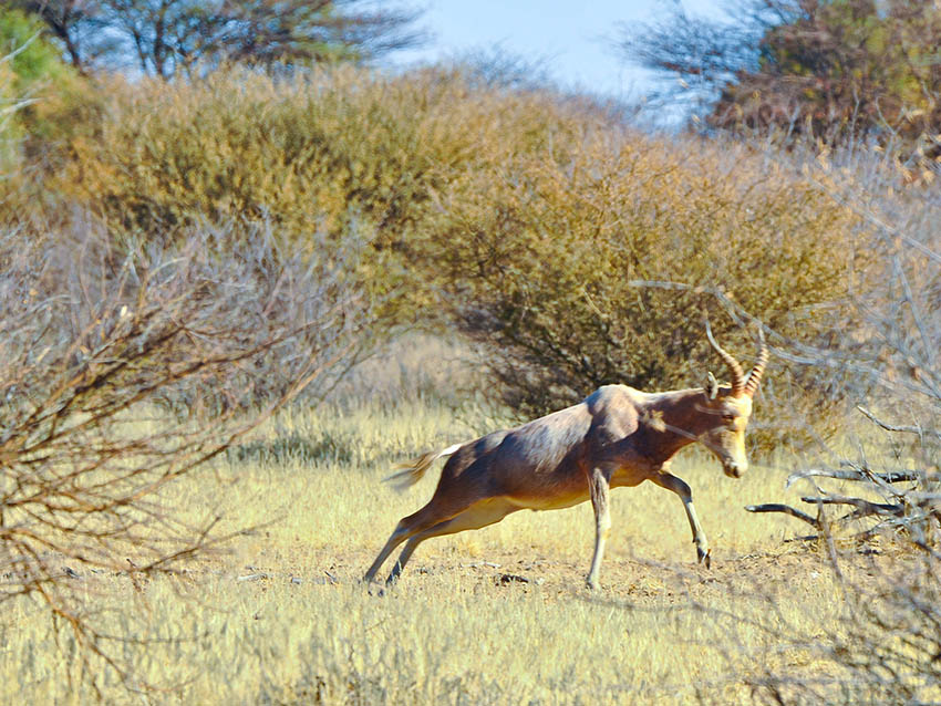 white-blesbuck