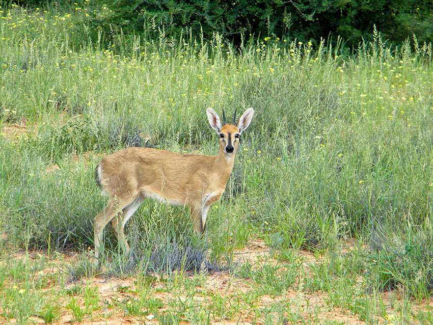 duiker