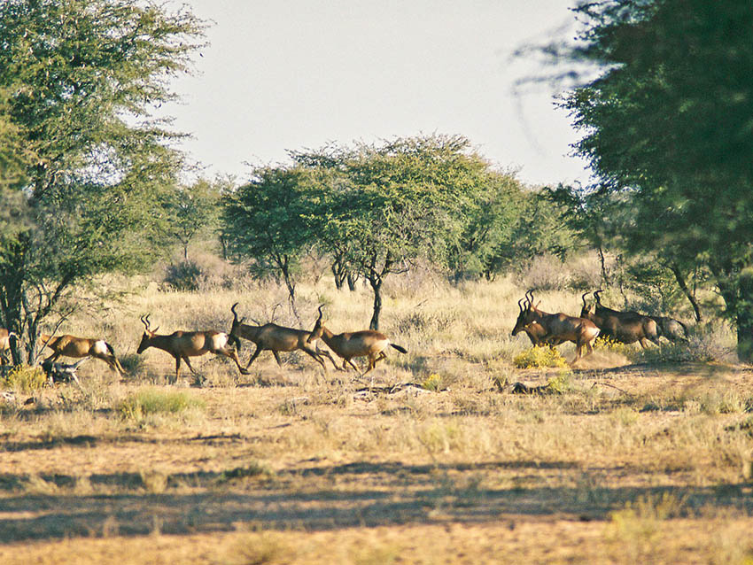 hartebeest