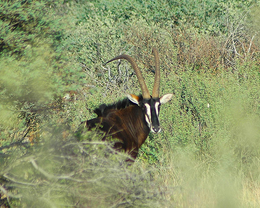 sable2