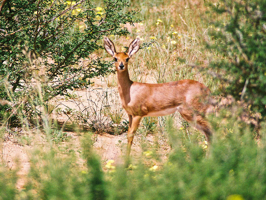 steenbuck2